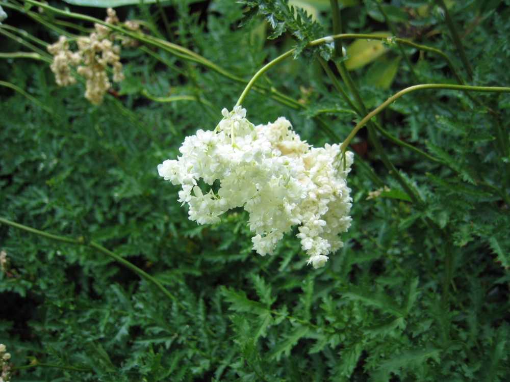 Filipendula vulgaris 'Plena' (Gefülltblühende Rüsterstaude)